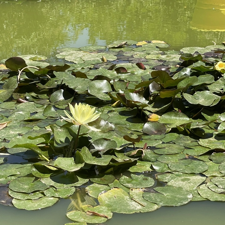 Paysagiste : conception paysagère sur mesure