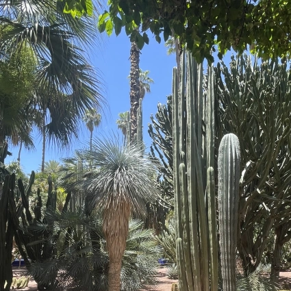 Nos vidéos : le végétal à travers le monde