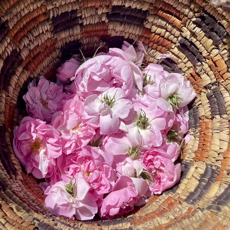 Panier de cueillette des roses de Damas pour la fabrication de l'eau de rose