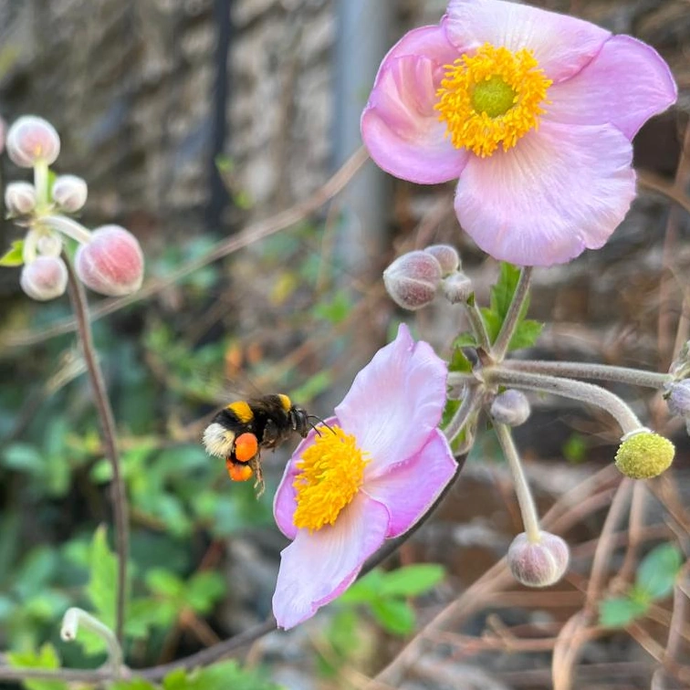 Paysagiste : conception paysagère sur mesure