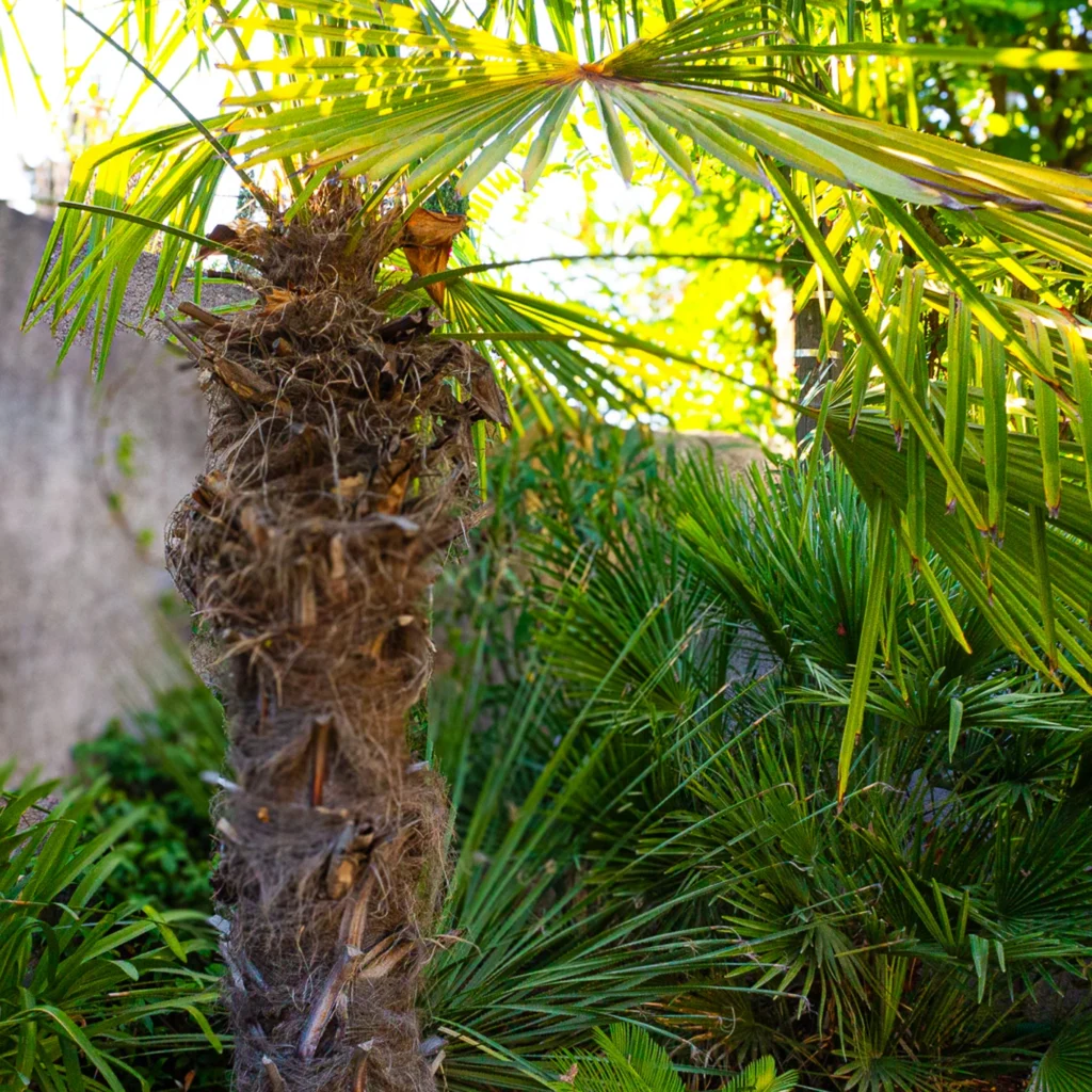 Trachycarpus fortunei